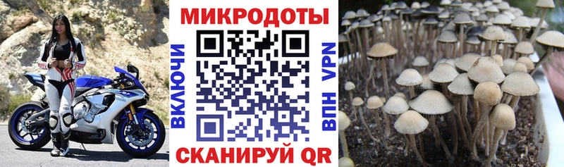 omg ТОР  это клад  Псилоцибиновые грибы Psilocybe  Ахтубинск 